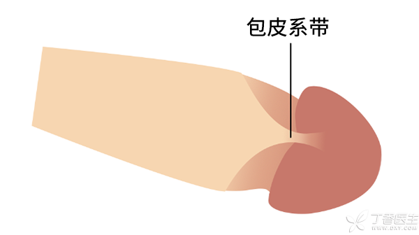 包皮系带是否断裂可鉴定处男 ?谣言