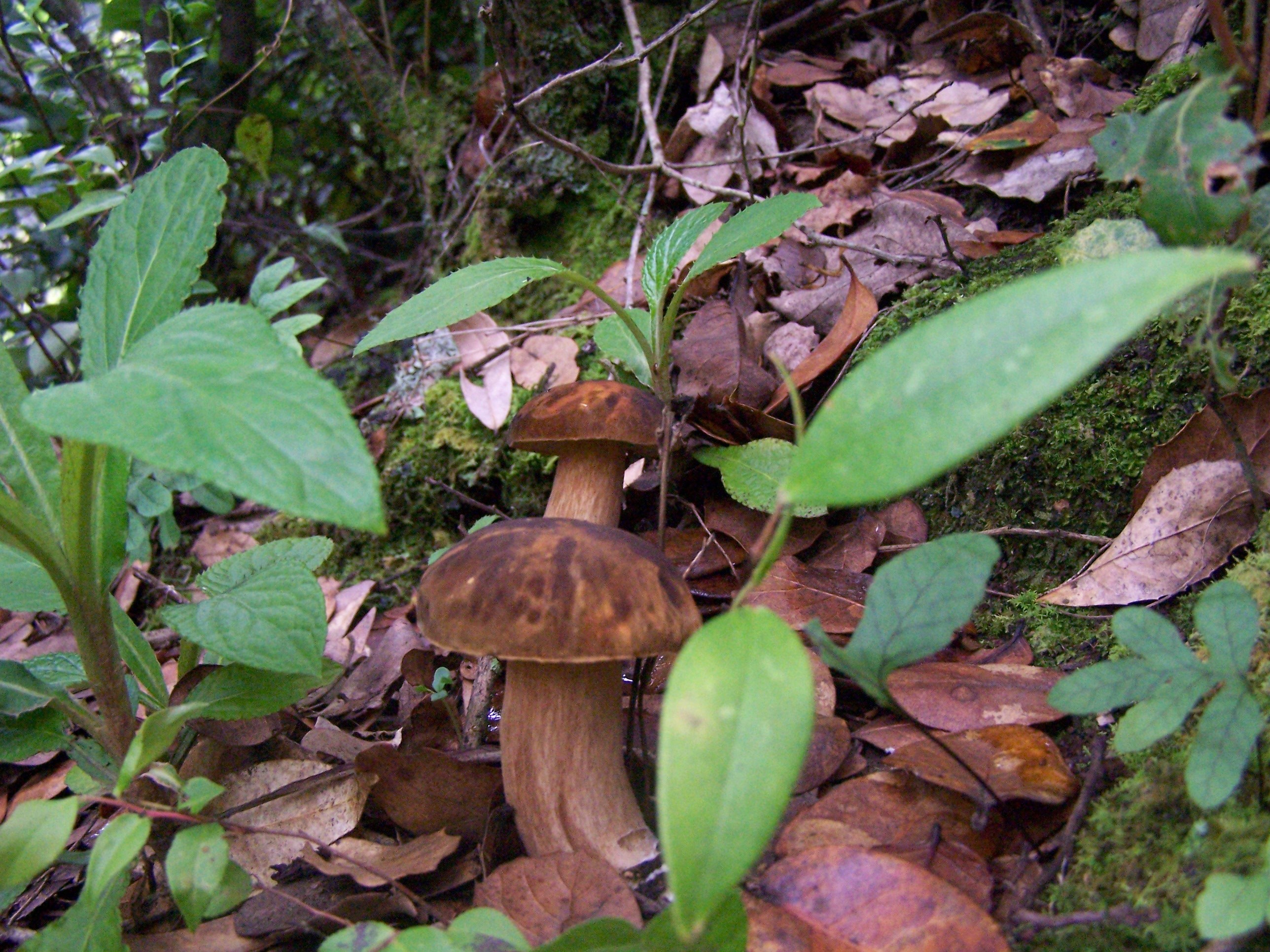 二,野生食用菌有富含重金属的风险,购买和食用应慎重