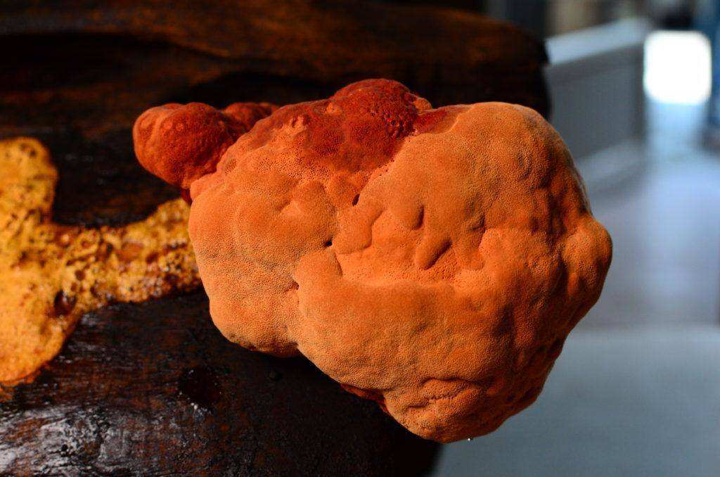 台湾神物牛樟芝是"神奇灵药",能抗癌