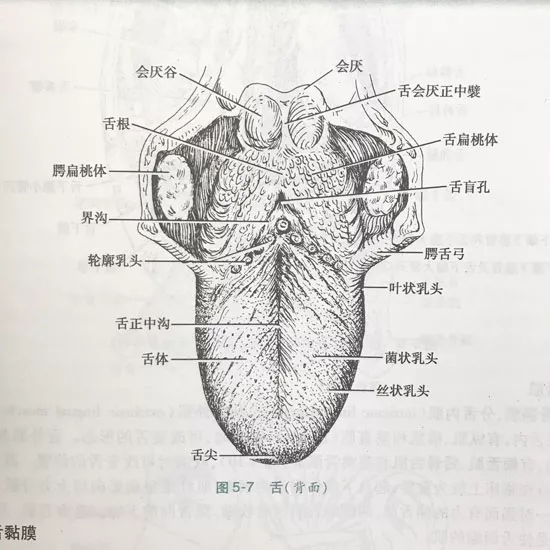 舌头下部结构图图片