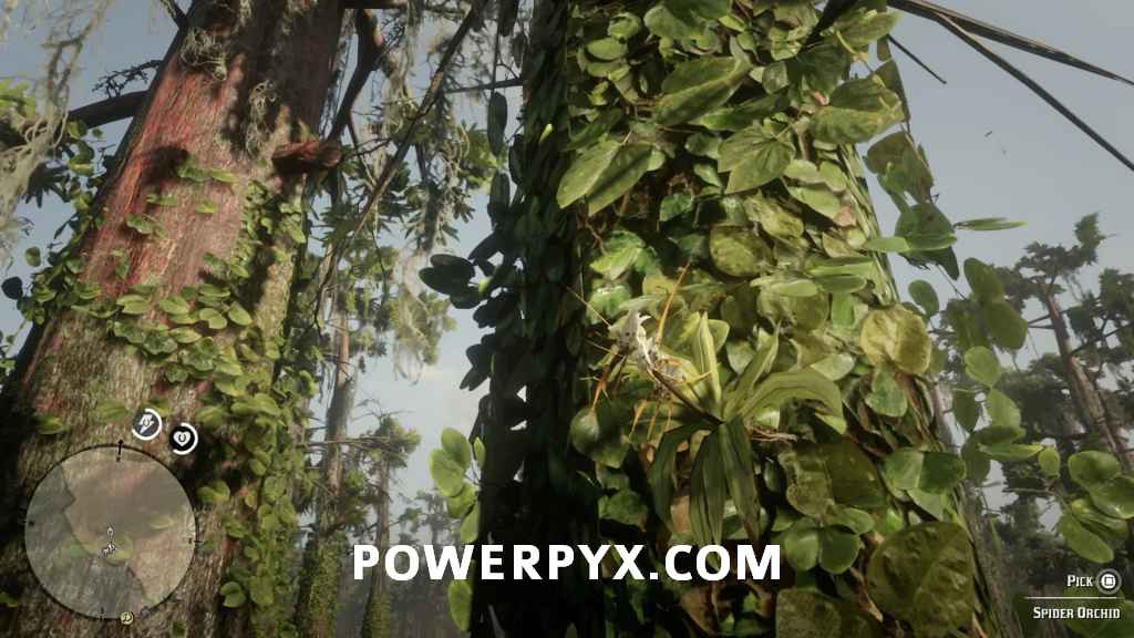 《荒野大鏢客2》異寶植物採集位置 - 第27張