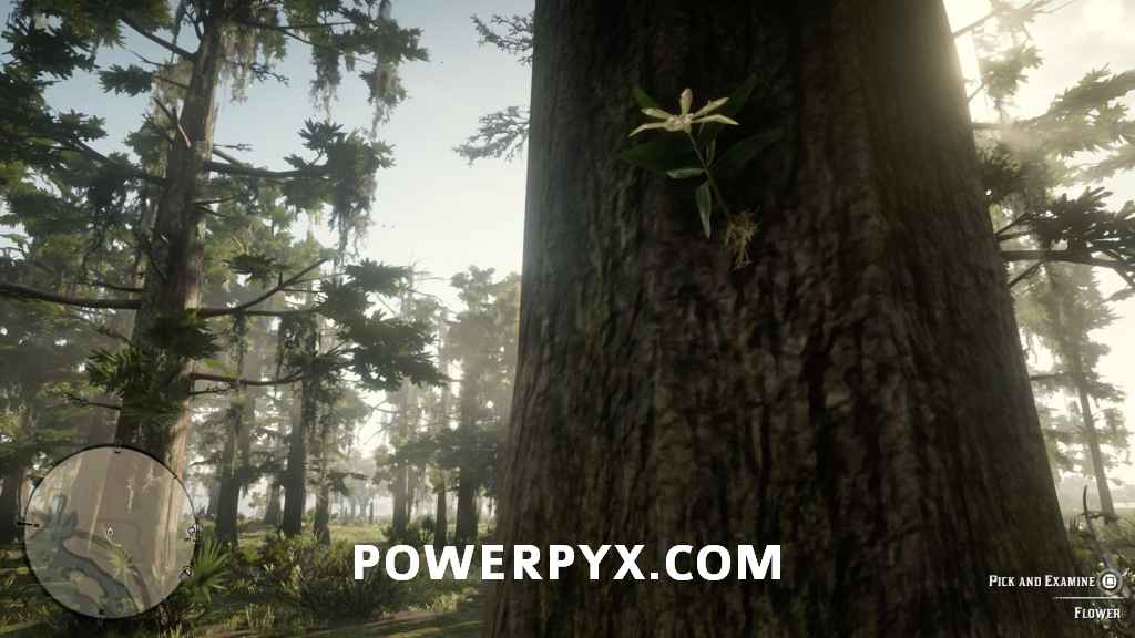《荒野大鏢客2》異寶植物採集位置 - 第3張