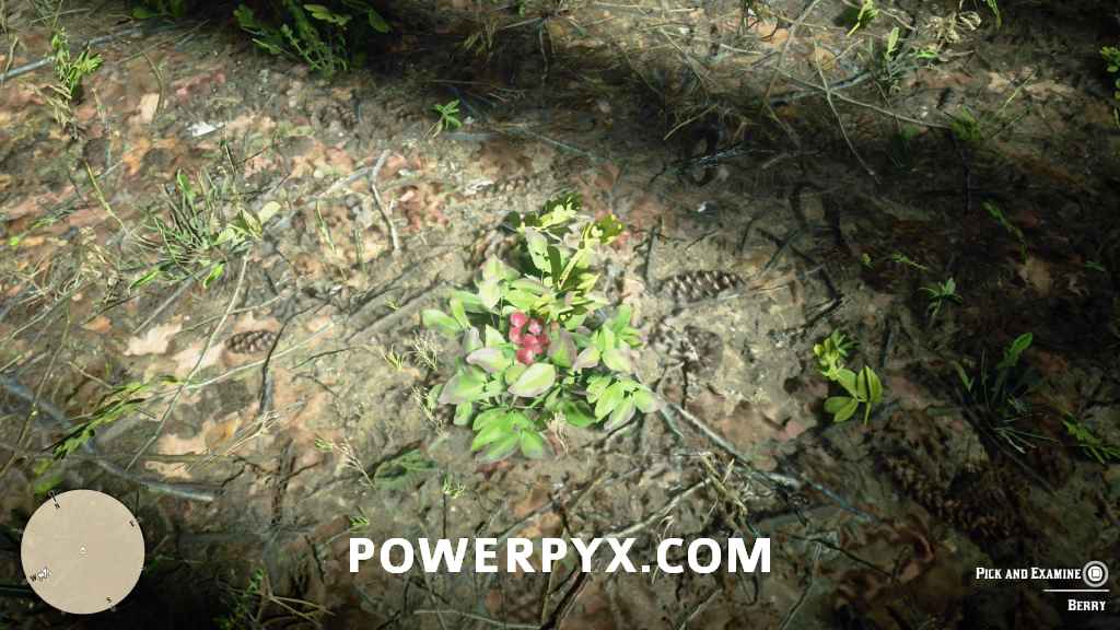 《荒野大镖客2》普通植物采集位置 - 第58张