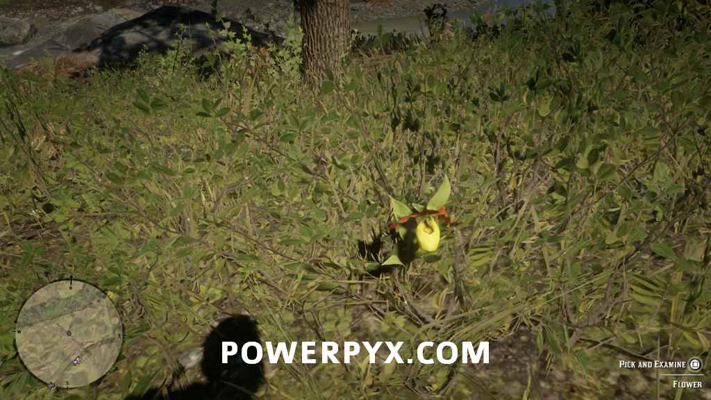 《荒野大鏢客2》異寶植物採集位置 - 第17張