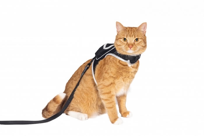 赛博朋克风猫猫动作游戏《迷失猫》推出联动宠物用品