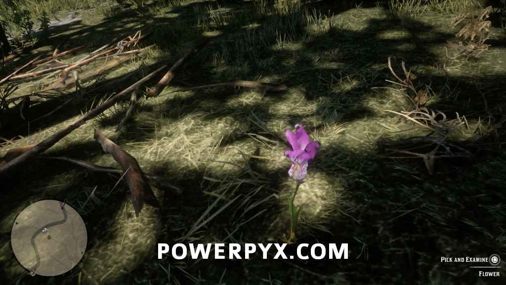 《荒野大鏢客2》異寶植物採集位置 - 第9張