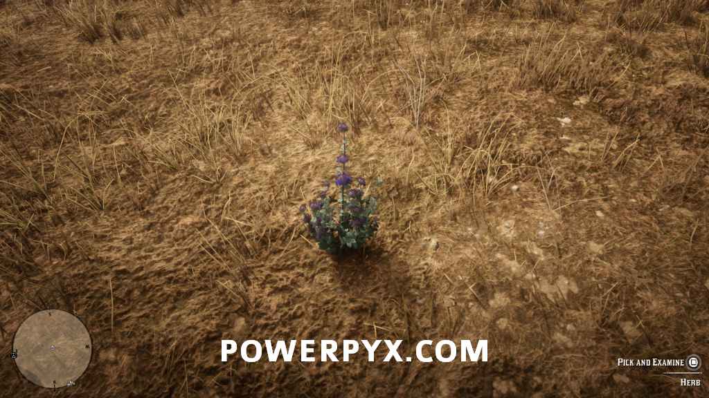《荒野大鏢客2》普通植物採集位置 - 第20張