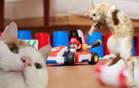 玩《马力欧卡丁车实况：家庭赛车场》前，你问过你家猫咪了吗？