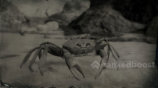 螃蟹|荒野大鏢客：救贖 2 - 第1張