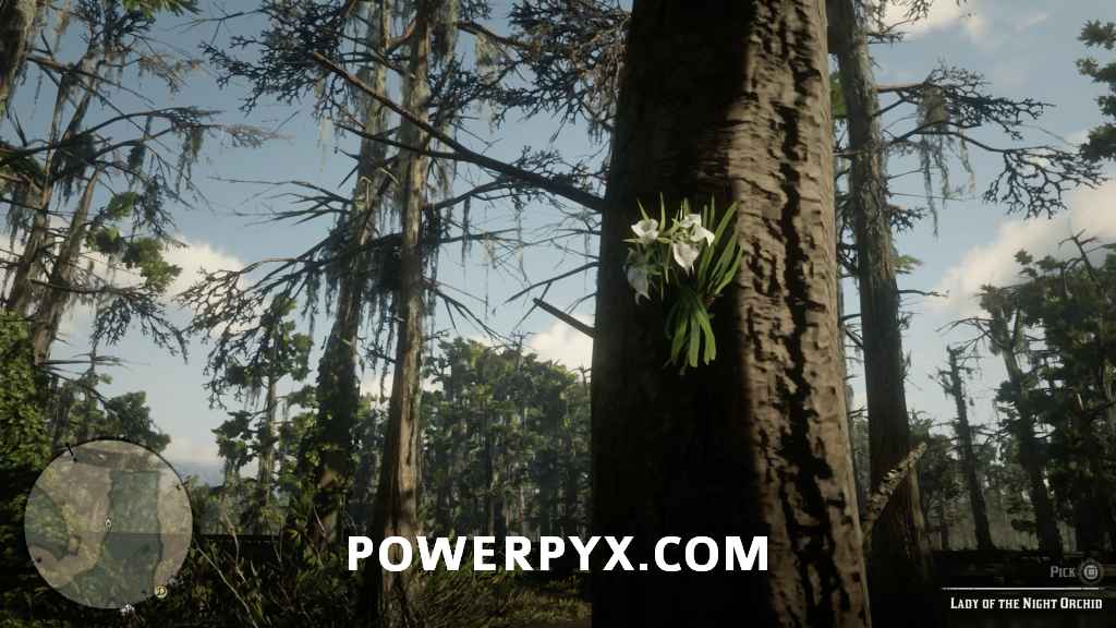 《荒野大鏢客2》異寶植物採集位置 - 第13張