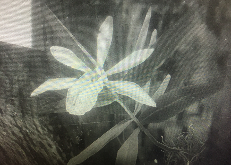 《荒野大镖客2》异宝植物采集位置 - 第1张