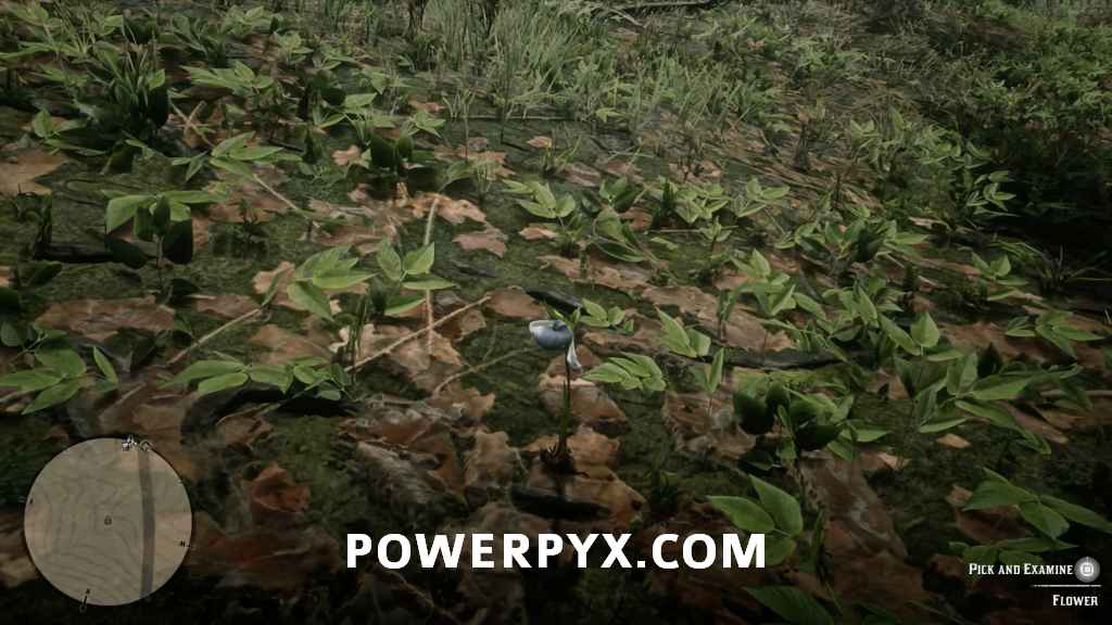 《荒野大鏢客2》異寶植物採集位置 - 第25張