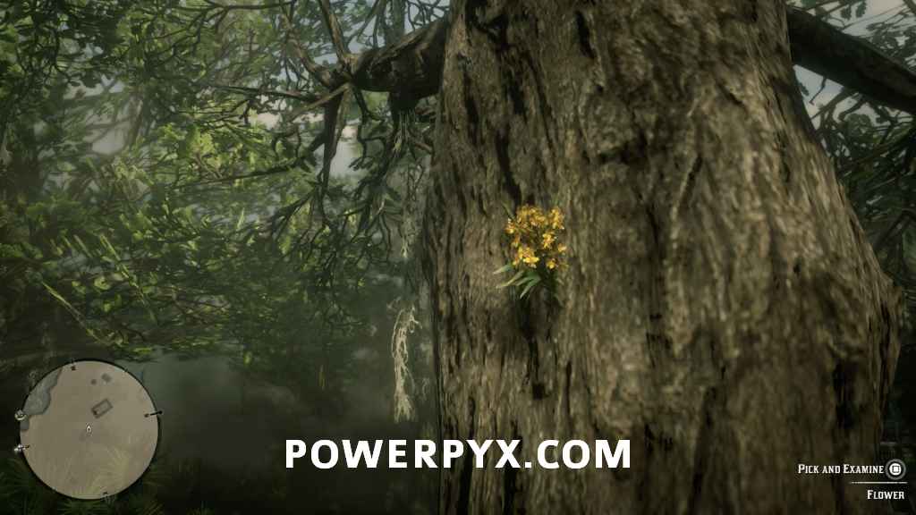 《荒野大镖客2》异宝植物采集位置 - 第5张