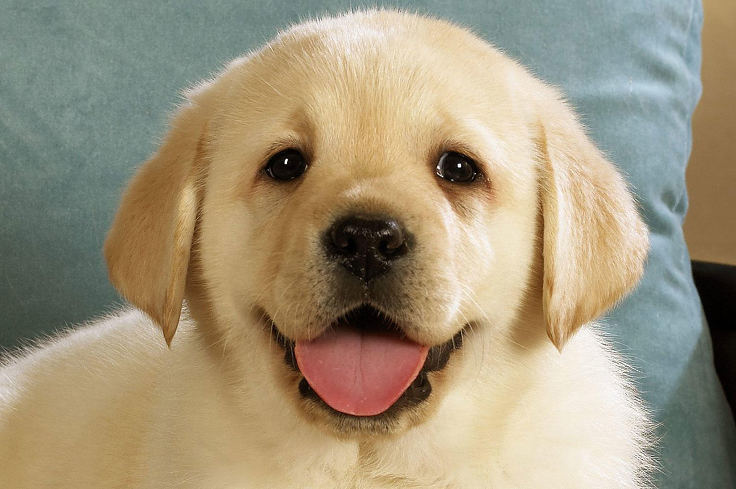 狗年驾到!汪星人来袭