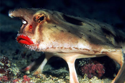 海洋里有什么动物恐怖图片