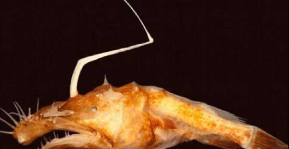 墨西哥湾深海发现奇丑怪鱼 系鮟鱇鱼新物种_高清1080p在线观看平台