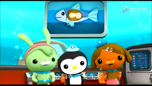 海底报告之沙丁鱼_高清1080p在线观看平台_腾讯视频