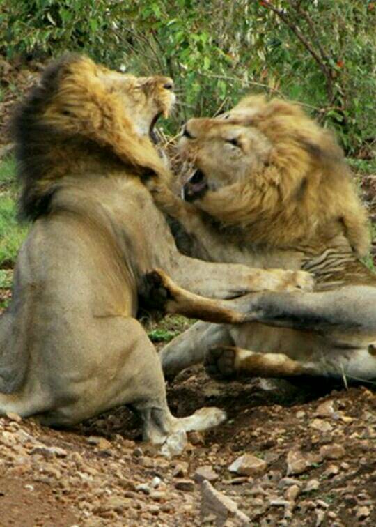 实拍两只鳄鱼大战 翻滚互咬发出令人胆寒声音