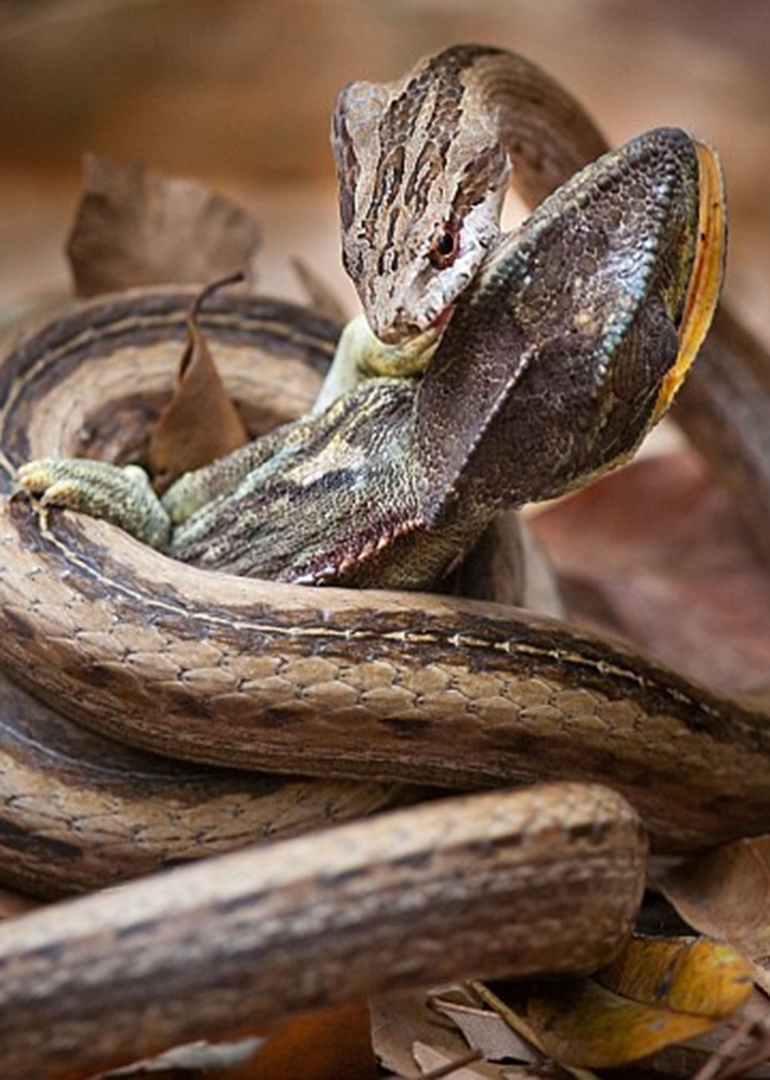 怪兽来了118期.两巨蛇互吞凶残瞬间