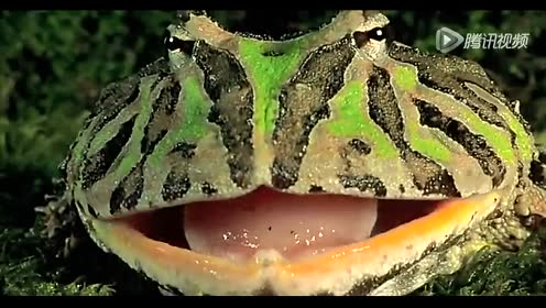 实拍角蛙吞食小青蛙_高清1080p在线观看平台_腾讯视频