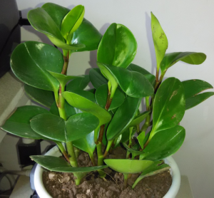 请问专家,这种叶厚,椭圆形是什么植物?